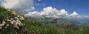 75 Camedrio alpino (Dryas octopetala) con bella vista sul Pizzo Arera